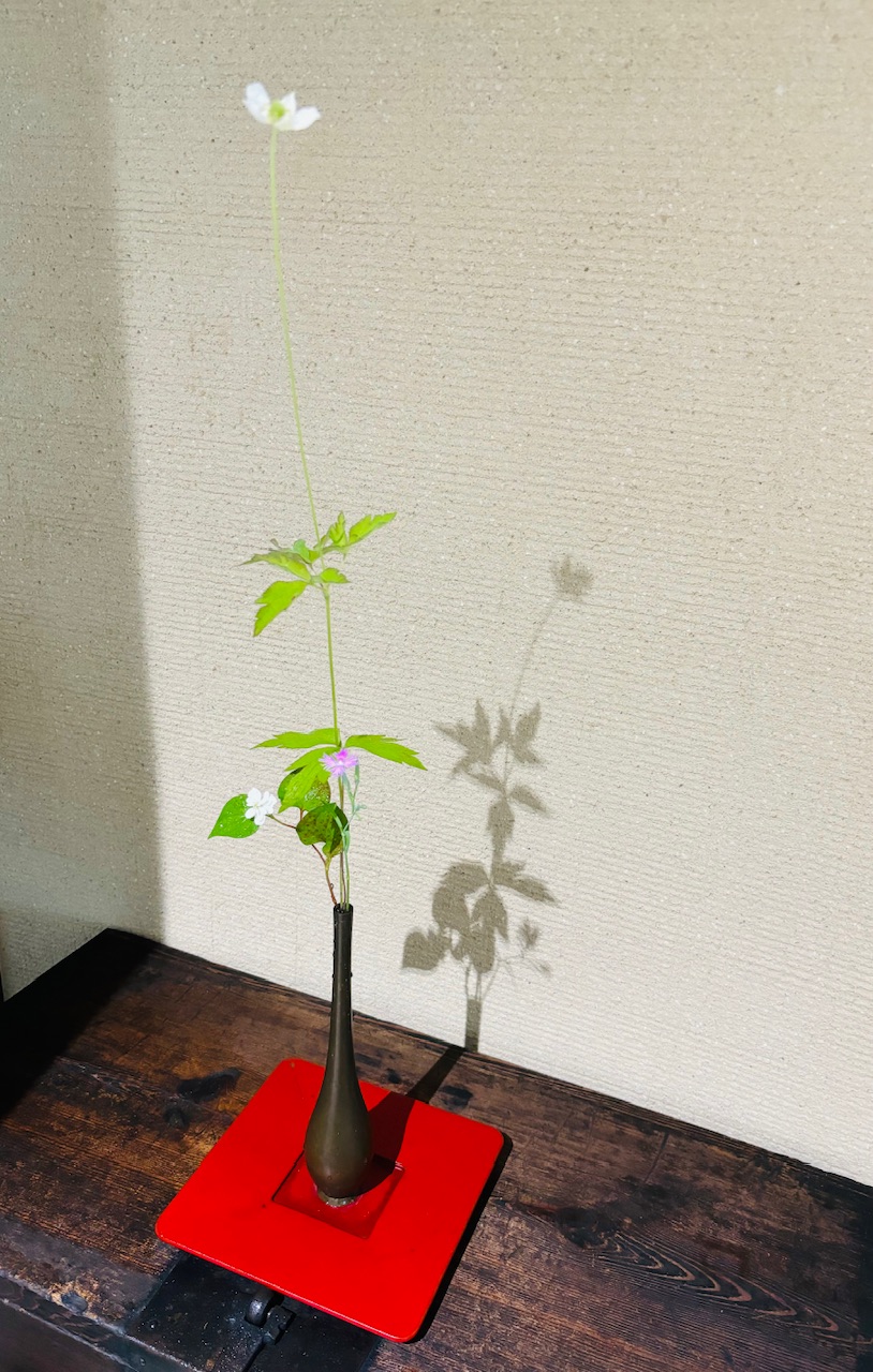 本日のクリニックの花々