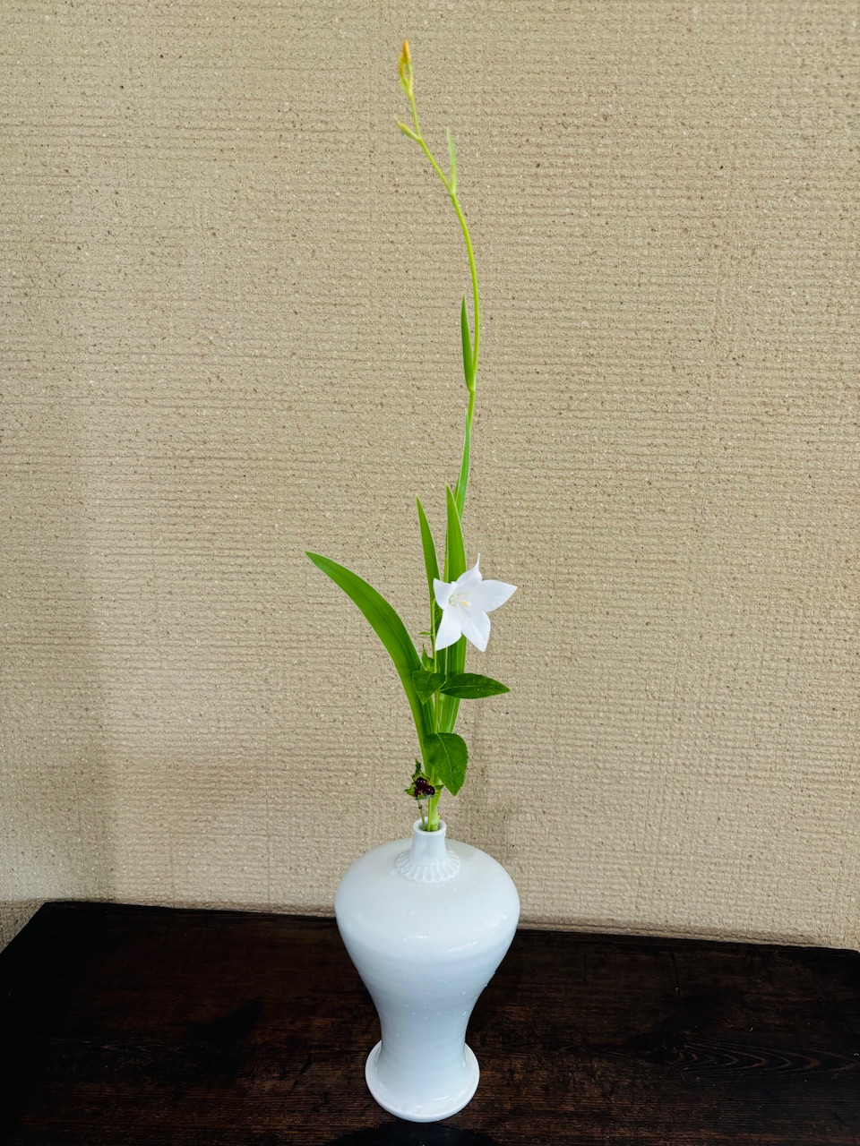 本日のクリニックの花々