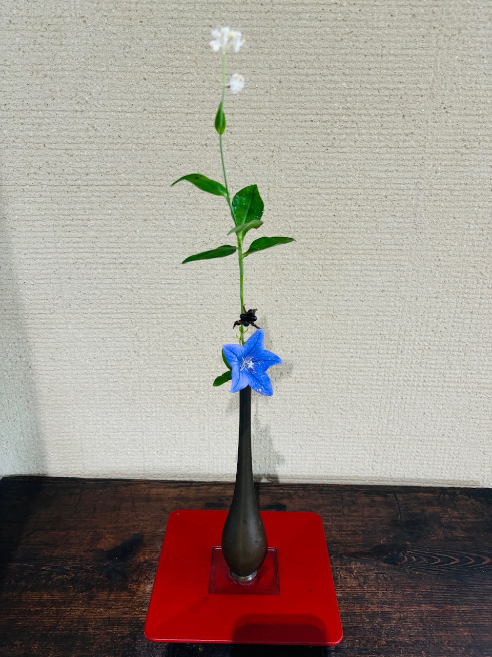 本日のクリニックの花々