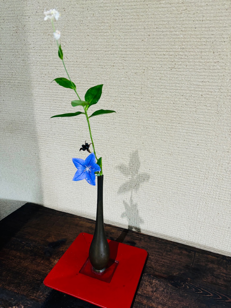 本日のクリニックの花々