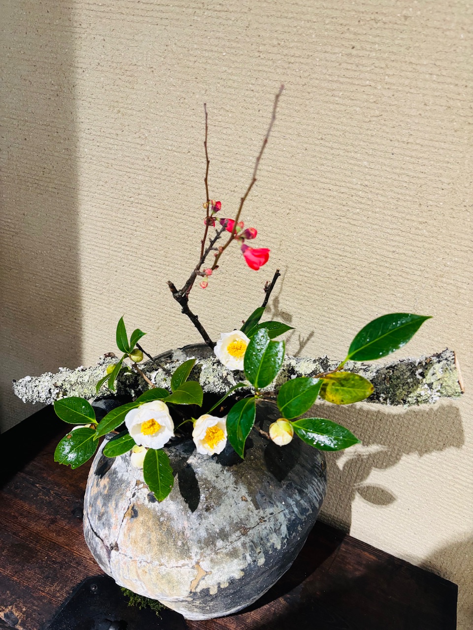 本日のクリニックの花々