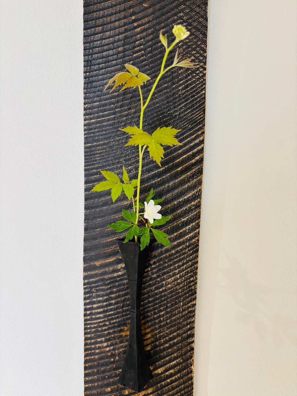 本日のクリニックの花々