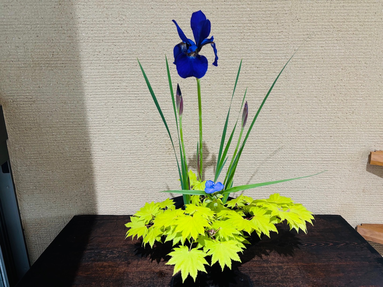 本日のクリニックの花々