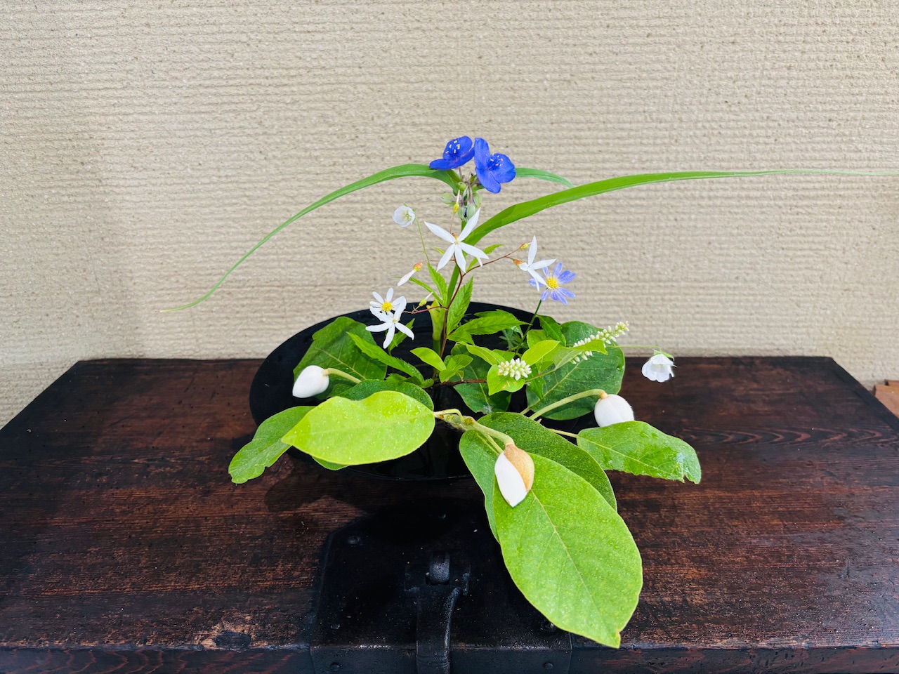 本日のクリニックの花々