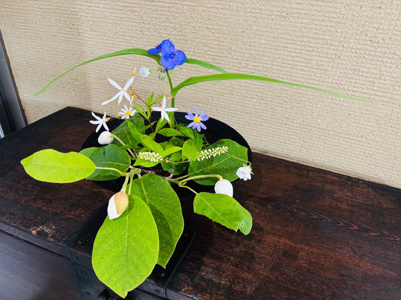 本日のクリニックの花々