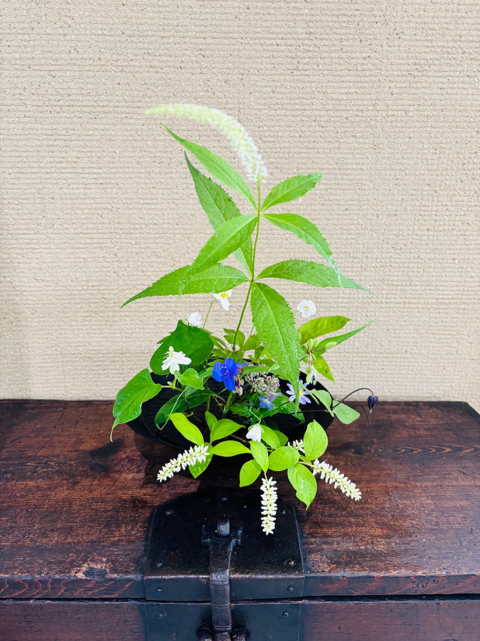 本日のクリニックの花々