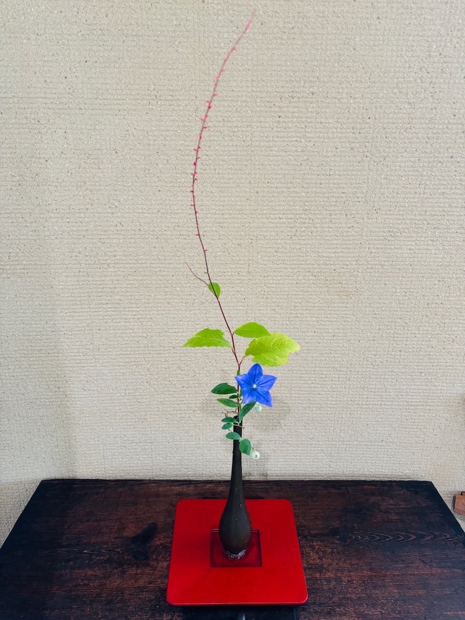 本日のクリニックの花々