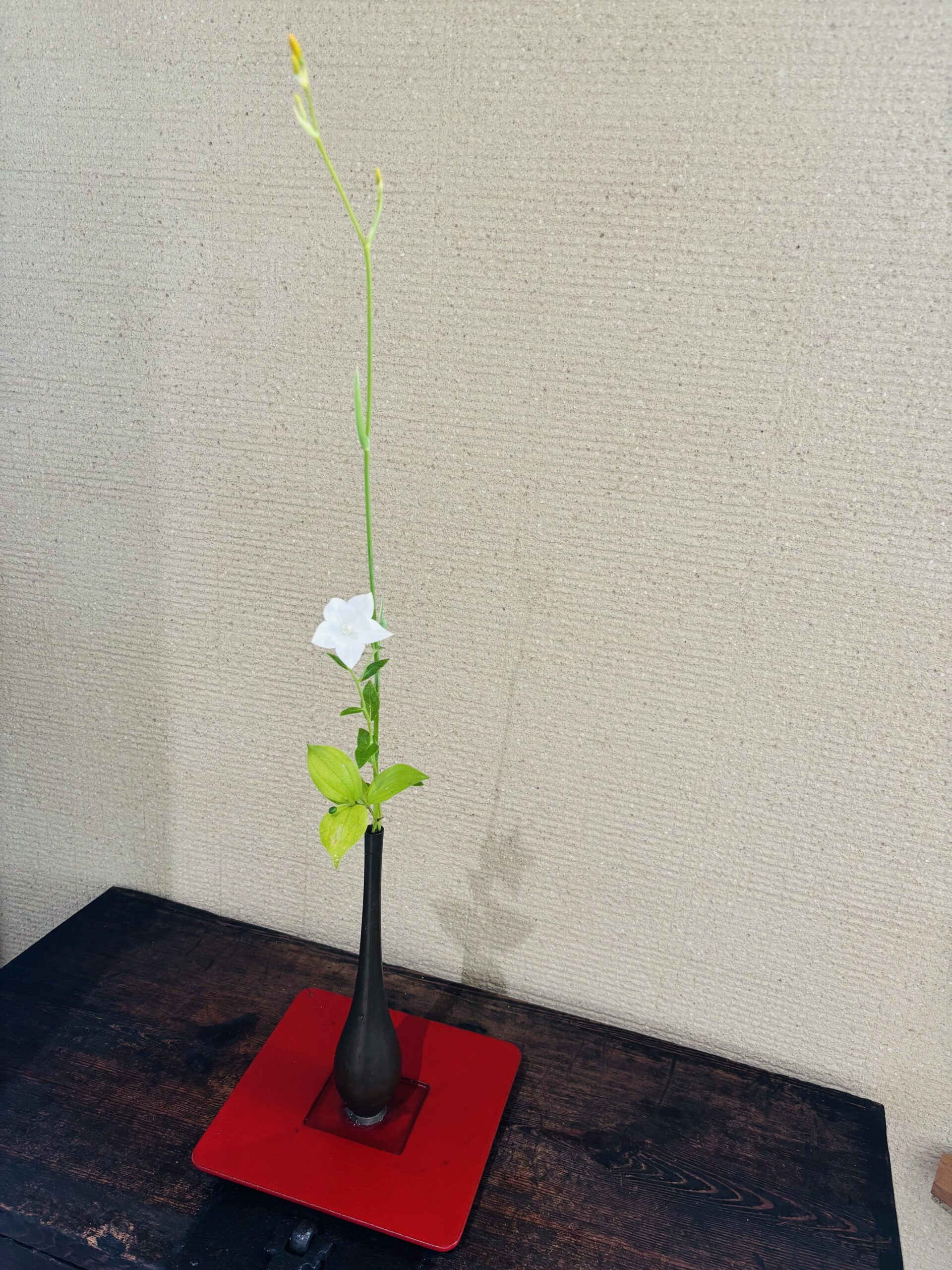 本日のクリニックの花々