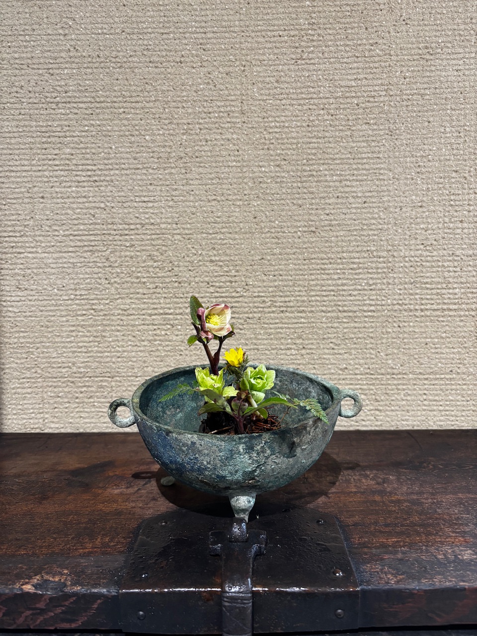 本日のクリニックの花々