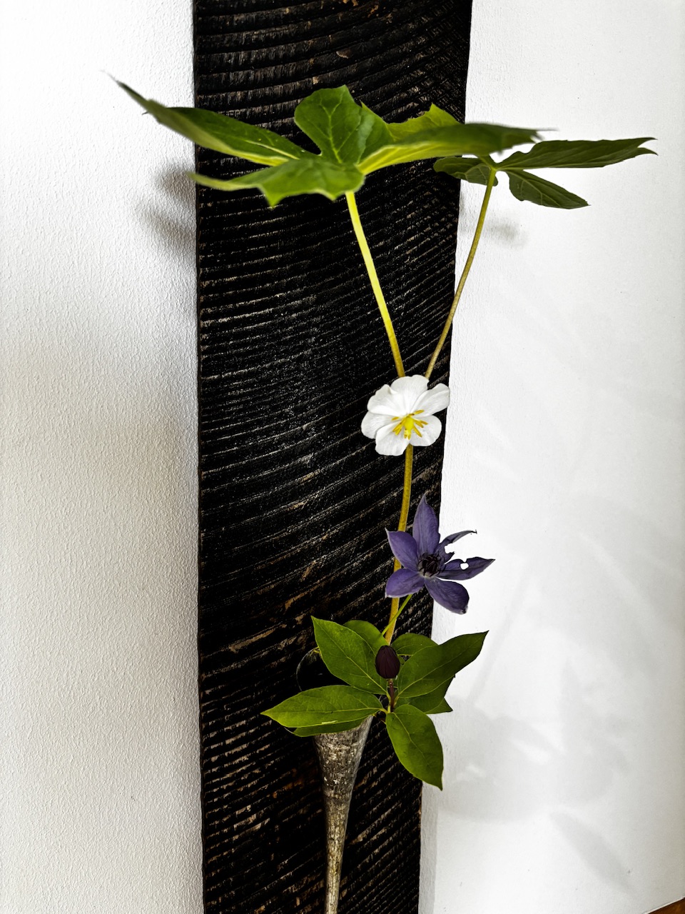 本日のクリニックの花々