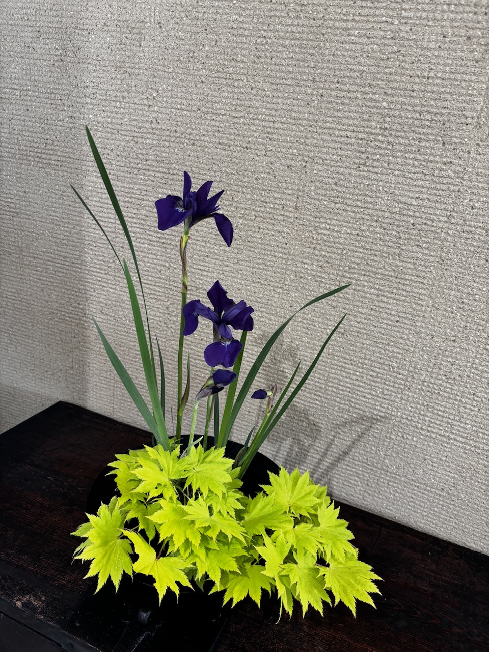 本日のクリニックの花々