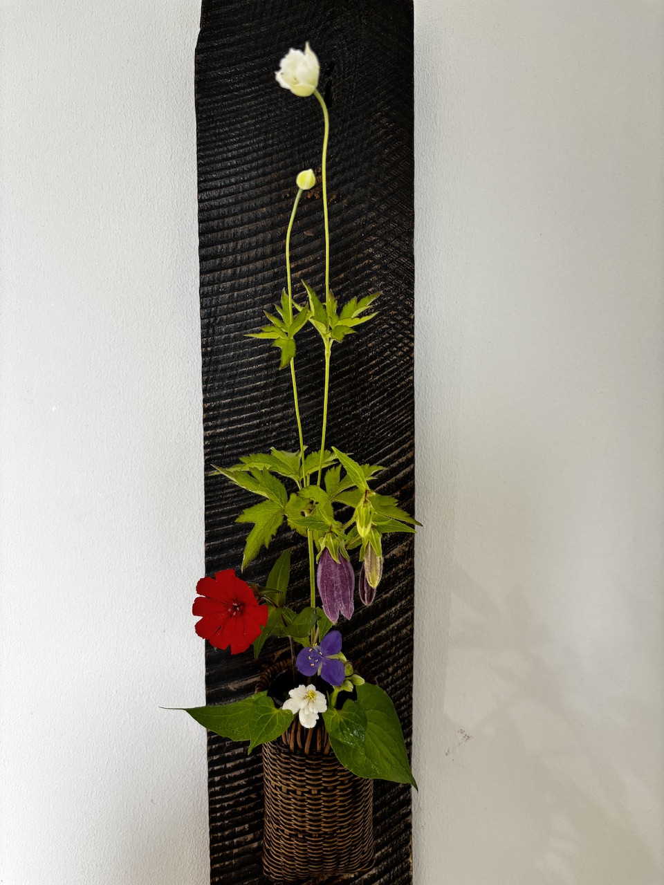 本日のクリニックの花々