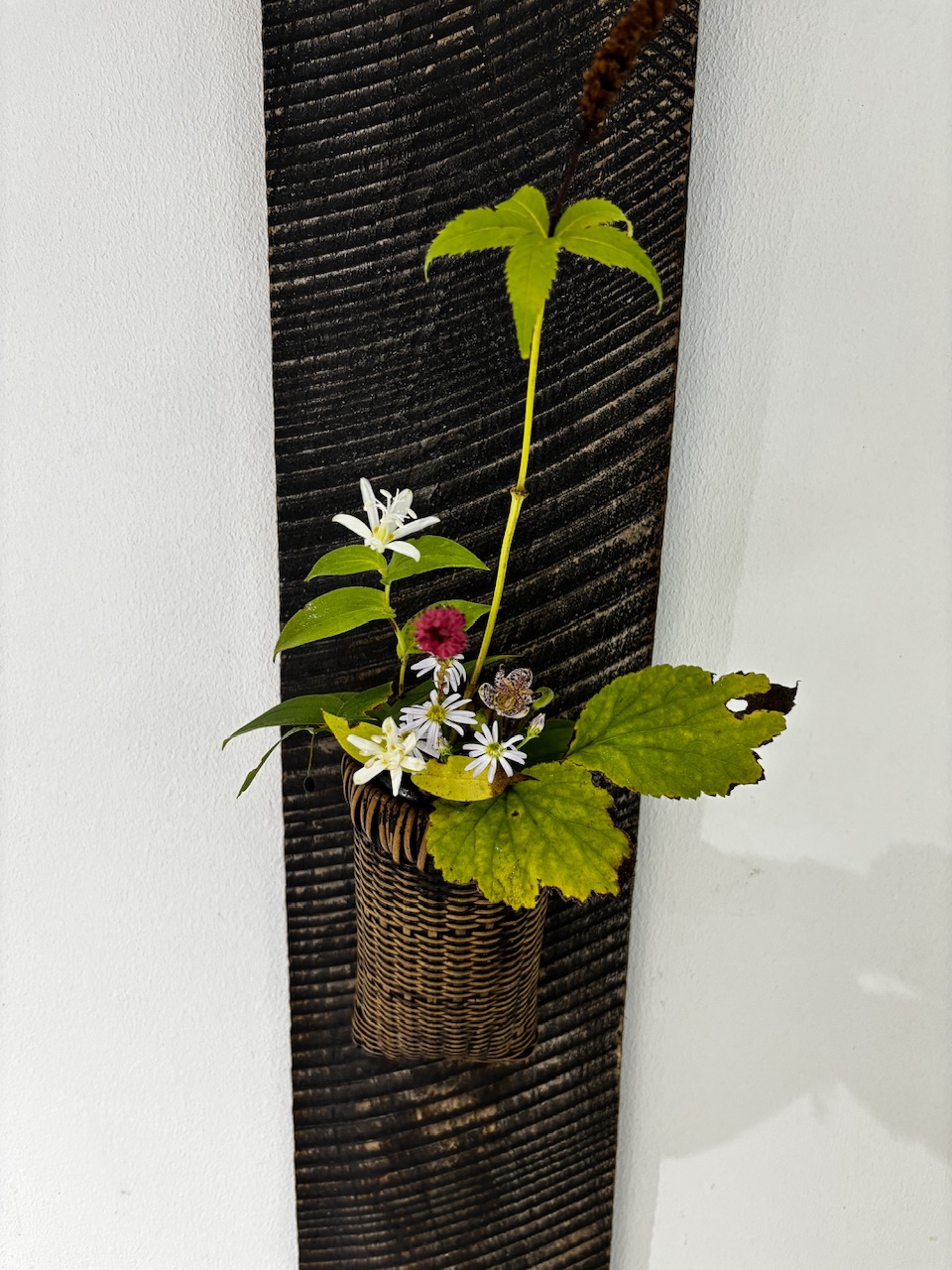 本日のクリニックの花々